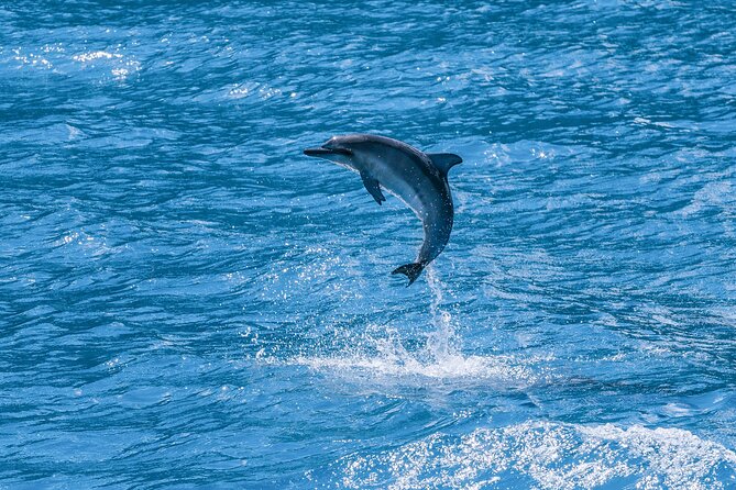 Maui Eco-Raft: 2 Hour Dolphin Watch Sightsee Tour (Semi-Private) - Snacks, lunch options, and the food details