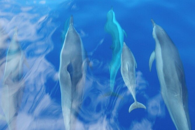 Maui Eco-Raft: 2 Hour Dolphin Watch Sightsee Tour (Semi-Private) - What two hours feels like on this boat