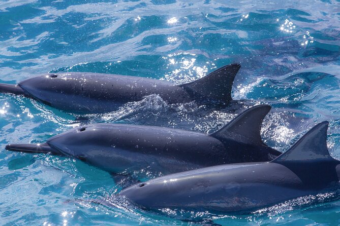 Maui Eco-Raft: 2 Hour Dolphin Watch Sightsee Tour (Semi-Private) - Practical details that can make the trip better