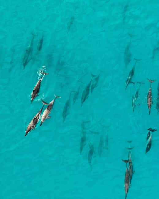 Maui: Eco-Raft Dolphin Watch Tour with Snacks - Searching for dolphins in the wild