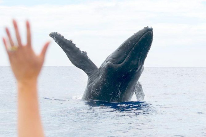 Maui Eco-Raft Tour: Eye-Level Whale or Dolphin Watching - Lahaina - The Lahaina meeting point and the first few minutes