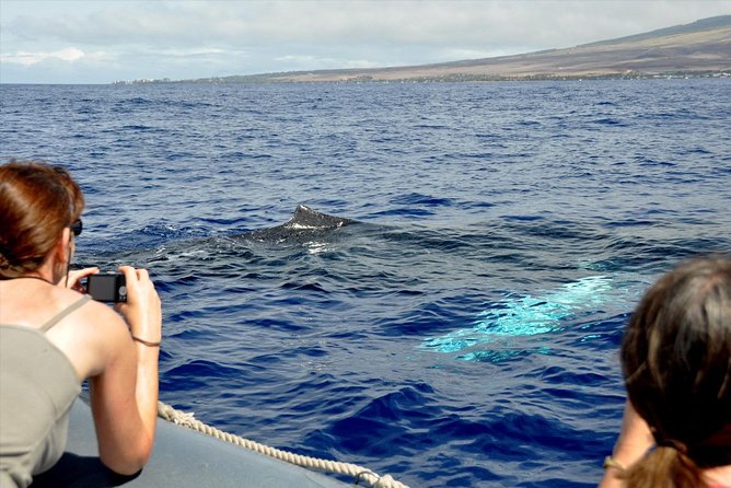 Maui Eco-Raft Tour: Eye-Level Whale or Dolphin Watching - Lahaina - What the two-hour-thirty-minute route feels like