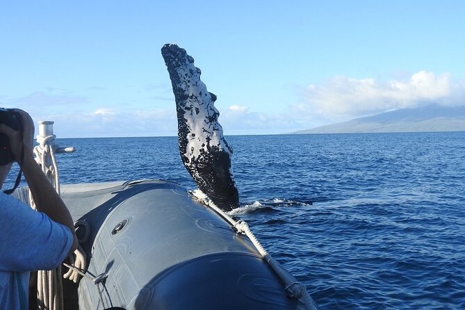 Maui Eco-Raft Tour: Eye-Level Whale or Dolphin Watching - Lahaina - Spray, sun, shade, and what to wear