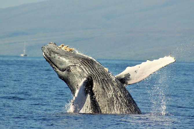 Maui Eco-Raft Tour: Eye-Level Whale or Dolphin Watching - Lahaina - Guides, whale facts, and the hydrophone