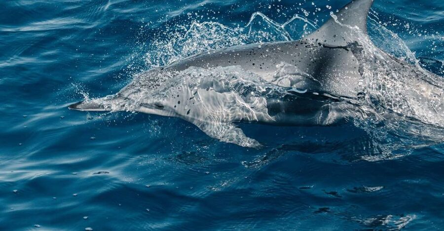 Maui: Kaanapali Dolphin Watching Boat Trip with Lunch - What the Kaanapali dolphin sail is really like