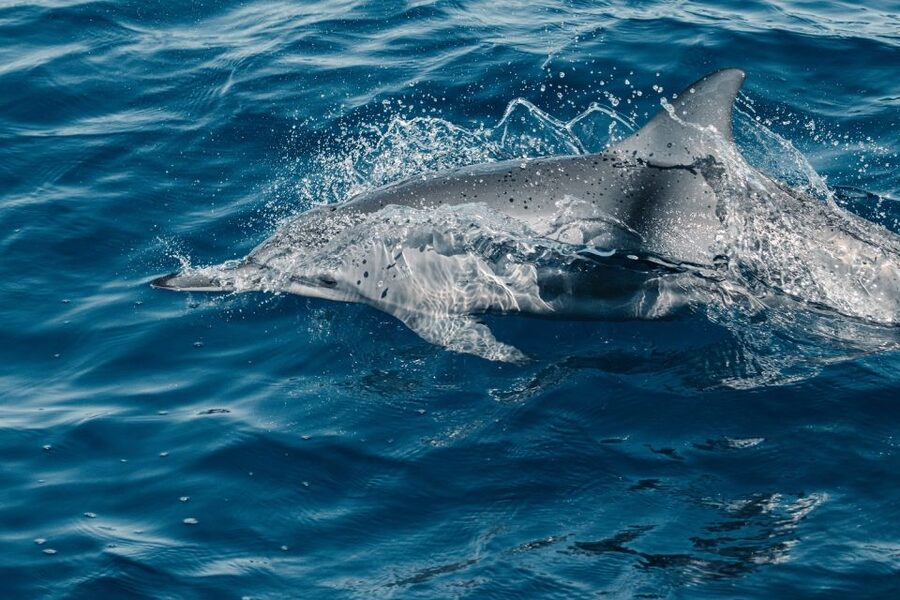 Maui: Kaanapali Dolphin Watching Boat Trip with Lunch - Searching for wild dolphins off West Maui