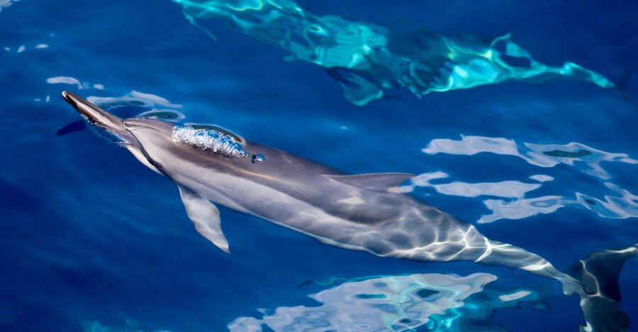 Maui: Lanai Snorkel & Dolphin Watch with Lunch - Key points to know before booking