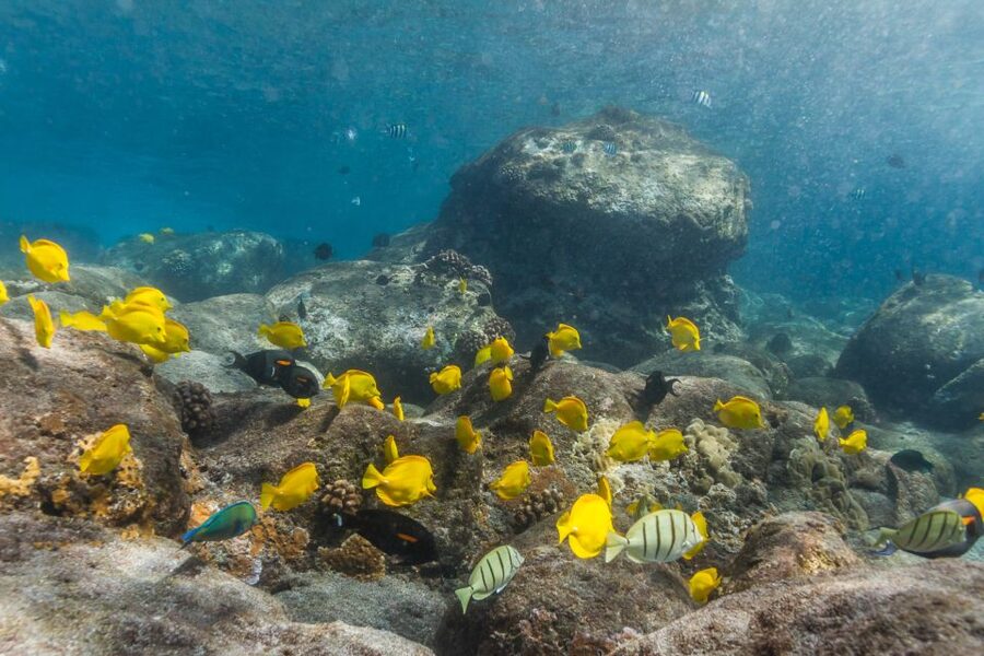 Maui: Lanai Snorkel & Dolphin Watch with Lunch - Leaving Maalaea Harbor on a 65-foot catamaran