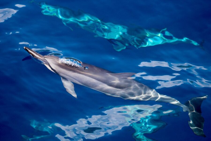 Maui: Lanai Snorkel & Dolphin Watch with Lunch - Lanai’s reef is the reason to bring your swimsuit