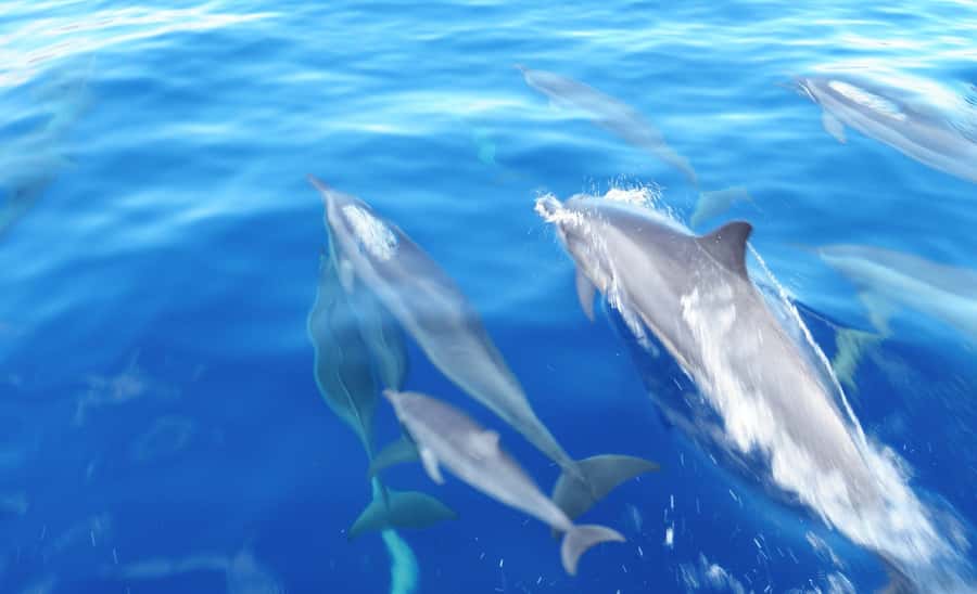 Maui: Semi-Private Eco-Raft Lanai Snorkel & Dolphin Tour - The Second 90-Minute Stop and Lunch