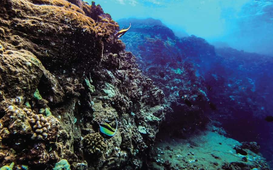 Maui: Semi-Private Eco-Raft Lanai Snorkel & Dolphin Tour - Who Should Book This Raft Tour