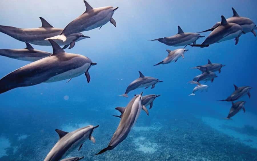 Maui: Semi-Private Eco-Raft Lanai Snorkel & Dolphin Tour - The First Hour: Raft Ride From Lahaina