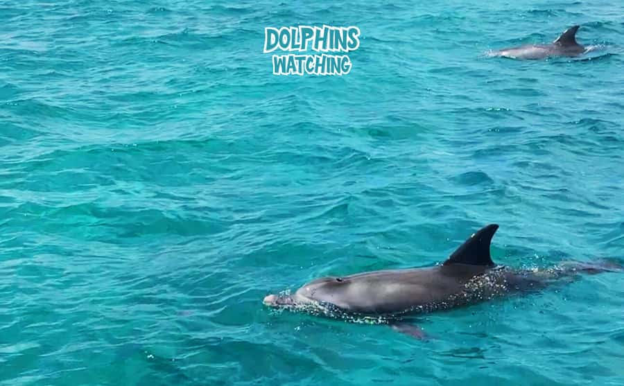 Mauritius: Benitier Island - Swim Dolphins - Speedboat & BBQ - What the dolphin stop is really like