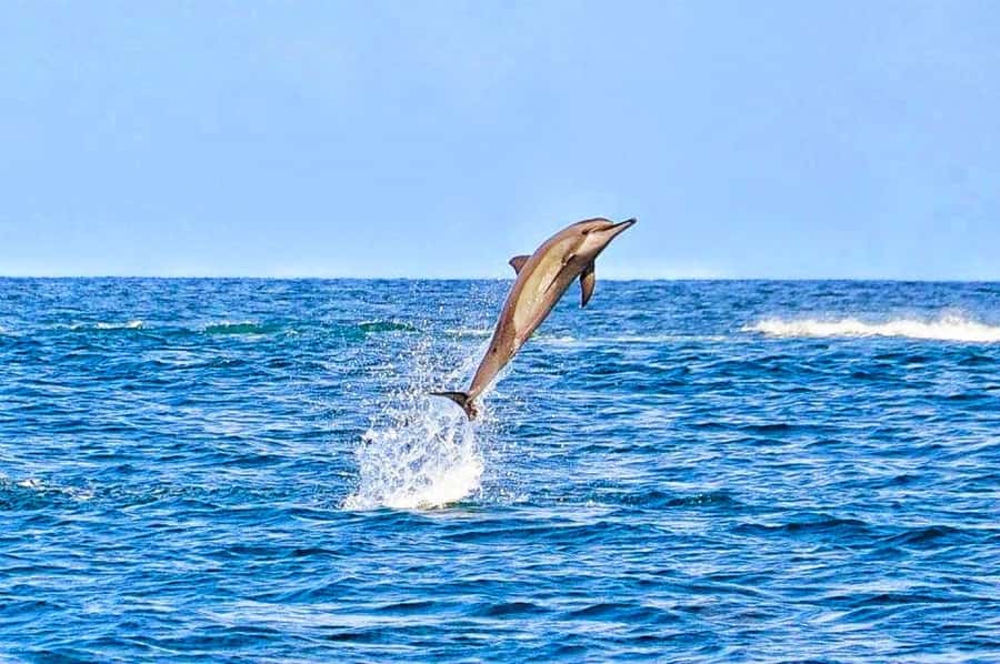 Mauritius Dolphin Encounter and Geographic Marvels Tour - Trou aux Cerfs and the volcanic heart of Mauritius