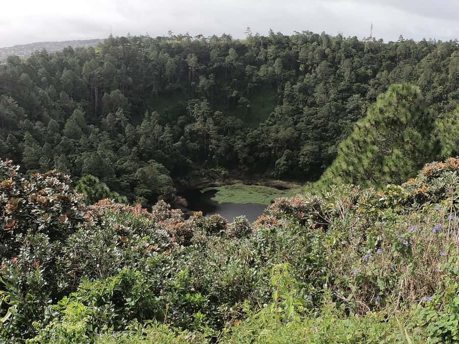 Mauritius: Dolphin Encounter, Trou aux Cerf and Grand Bassin - Dolphins off Black River, with nature left in charge