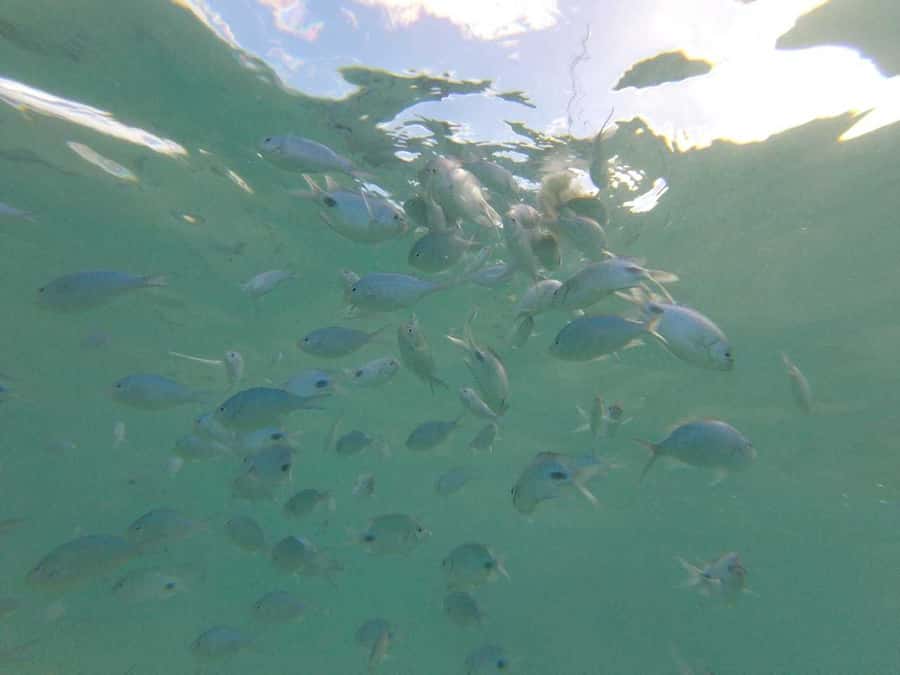 Mauritius: Dolphin Encounter, Trou aux Cerf and Grand Bassin - Trou aux Cerfs and the view from a volcano