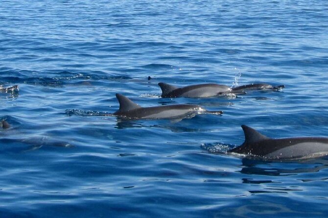 Mauritius : Dolphins Swim and Ile Aux Bénitiers with BBQ - Views of Mauritius from the speedboat