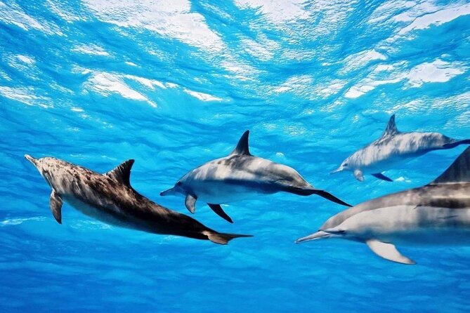 Mauritius : Dolphins Swim and Ile Aux Bénitiers with BBQ - What the $73.17 price really covers