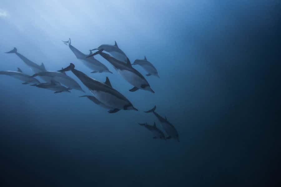 Mauritius: Dolphins watch half-day - Key points to know before booking