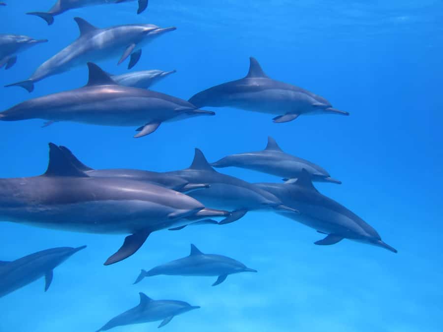 Mauritius: Dolphins watch half-day - An early start that gets you onto the water