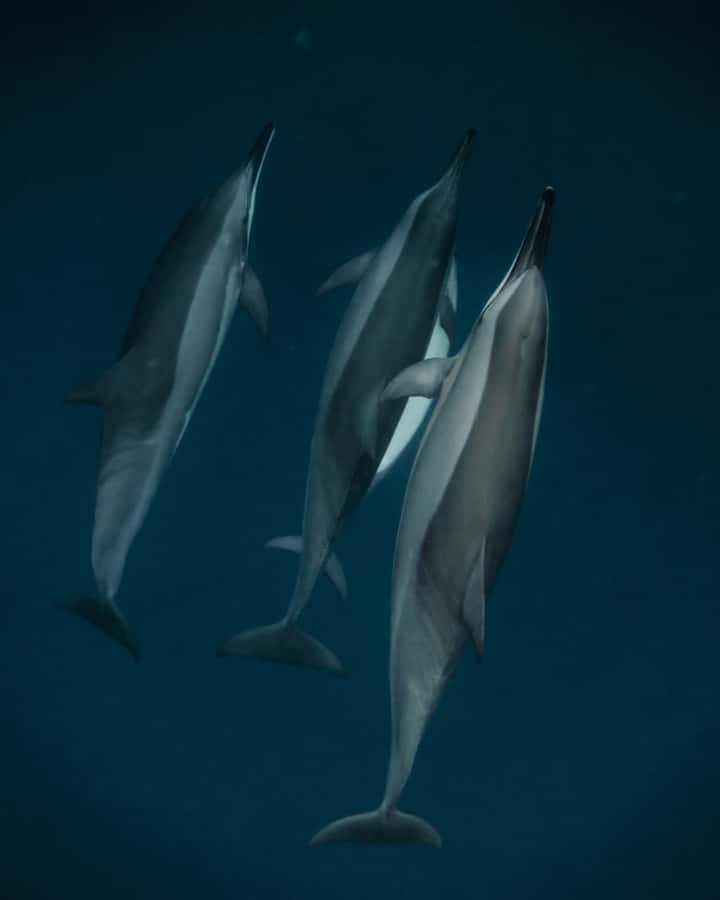 Mauritius Le Morne: Eco-Friendly Dolphin Watching Tour - Key points to know before you book