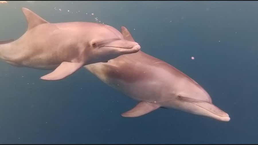 Mauritius Le Morne: Eco-Friendly Dolphin Watching Tour - Snorkeling in the lagoon