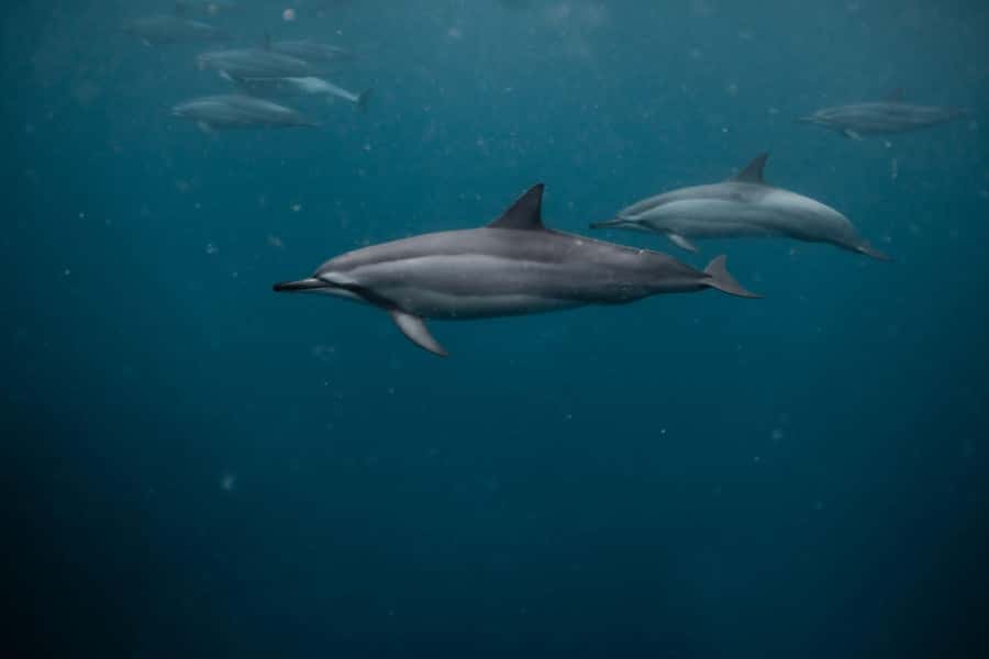 Mauritius Le Morne: Eco-Friendly Dolphin Watching Tour - Fishing only if time allows