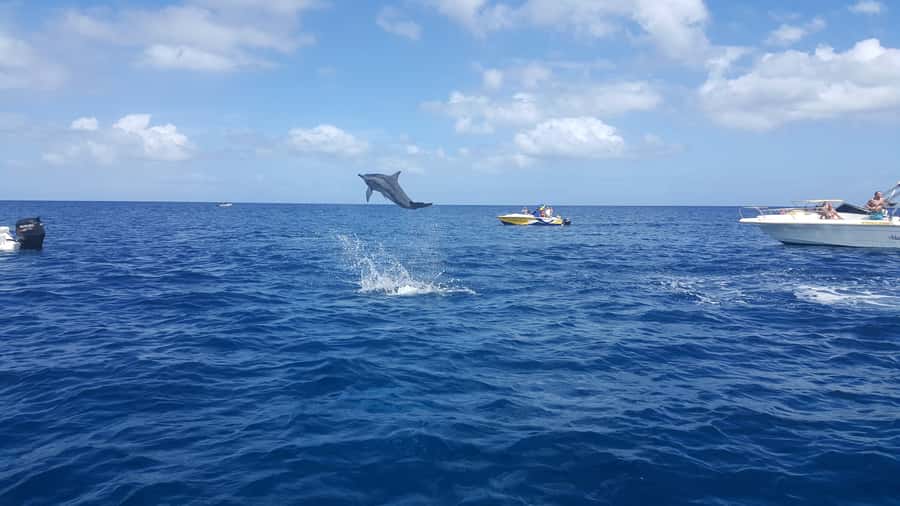 Mauritius: Ocean Swim with Dolphins - What the dolphin stop is really like