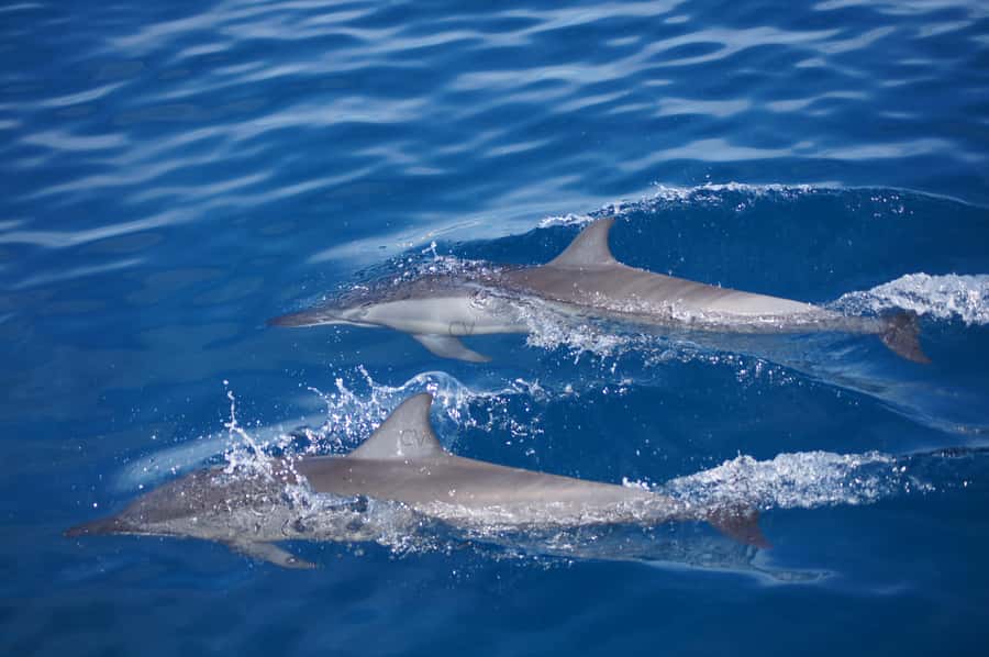 Mauritius: Private Swim with Dolphins - Meeting dolphins off Grande Rivière Noire
