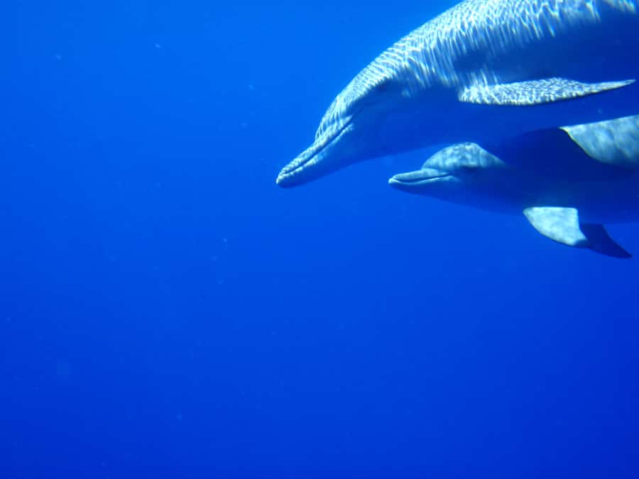 Mauritius: Private Swim with Dolphins - A private boat, with one pricing detail to check