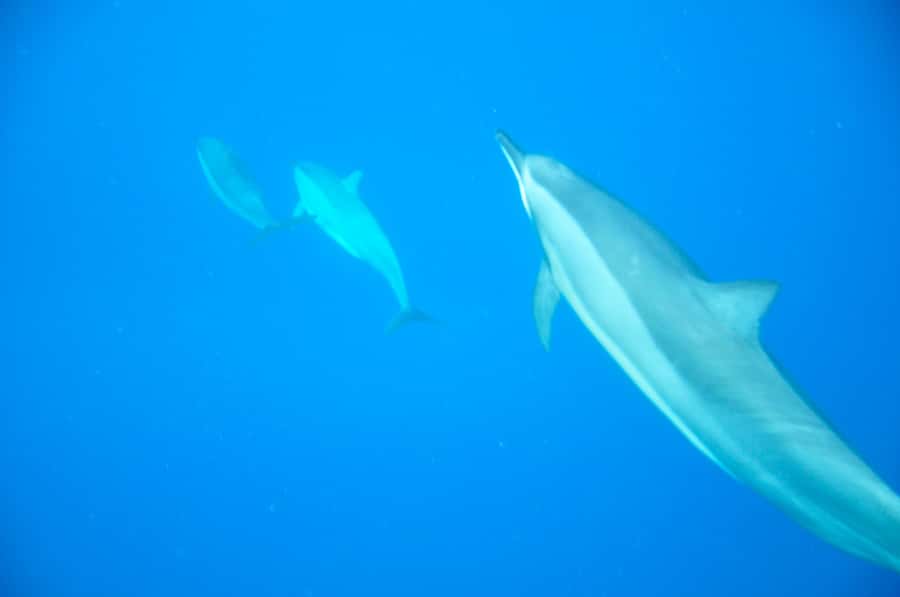 Mauritius: Private Swim with Dolphins - What the dolphin swim is really like