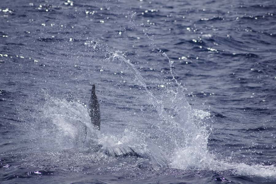 Mauritius: Private Swim with Dolphins - Safety, swimming ability, and access