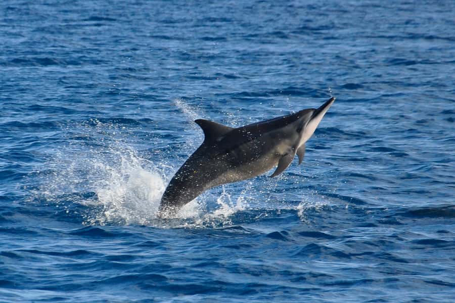 Mauritius: Private Swim with Dolphins - Watching dolphins in their natural environment