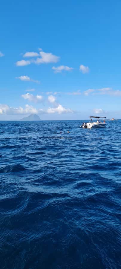 Mauritius: Snorkel and Swim with Dolphins on Speedboat Tour - Snorkeling gear makes the package more useful