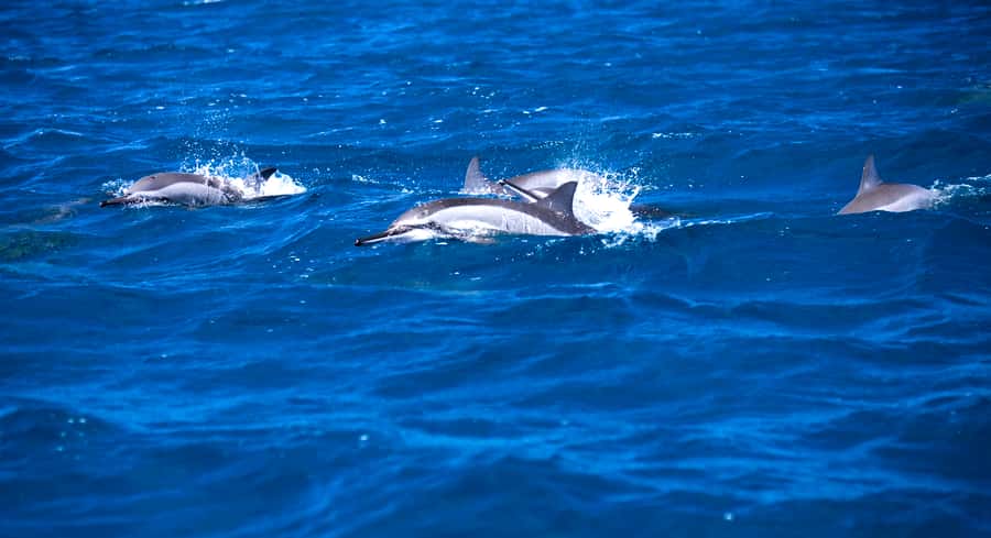 Mauritius: Snorkel and Swim with Dolphins on Speedboat Tour - The speedboat ride adds real scenery