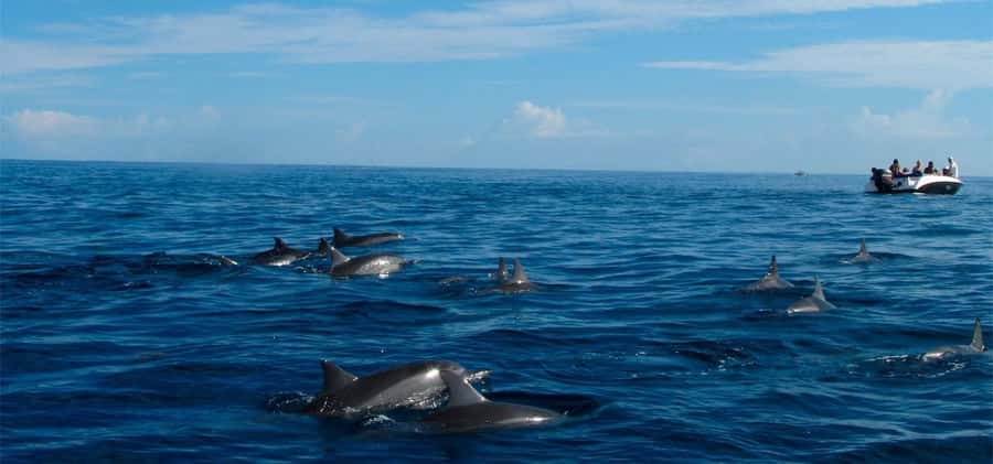Mauritius: Swim with Dolphins Full-Day with Lunch/Drinks - Key points to know before booking