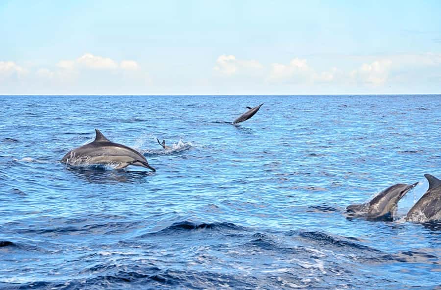 Mauritius: Wild Dolphin Encounter with Hotel Transfers - Key points before you book