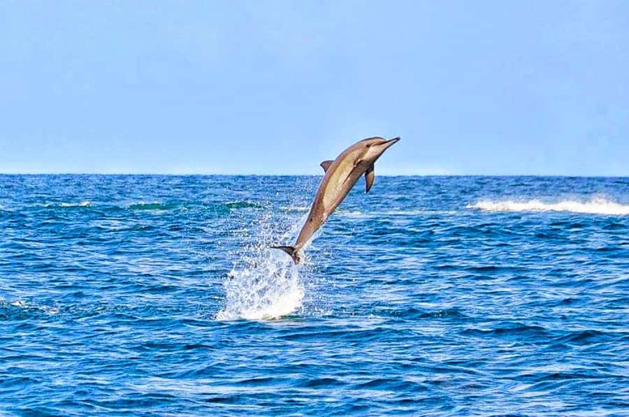 Mauritius: Wild Dolphin Encounter with Hotel Transfers - Choosing private or shared time on the water