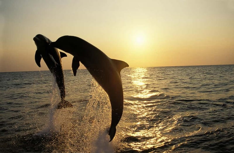 Medulin: Dolphin Sunset Tour 85% chance with Drinks + Dinner - Key points before you book