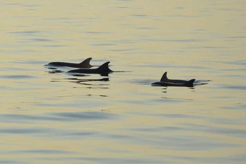Medulin: Dolphin Sunset Tour 85% chance with Drinks + Dinner - Why this sunset cruise works so well