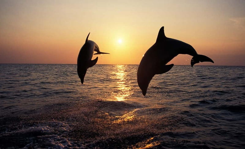 Medulin: Dolphin Sunset Tour 85% chance with Drinks + Dinner - Cruising through the Medulin archipelago