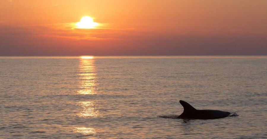Medulin: Dolphin Sunset Tour 85% chance with Drinks + Dinner - Cape Kamenjak from the water