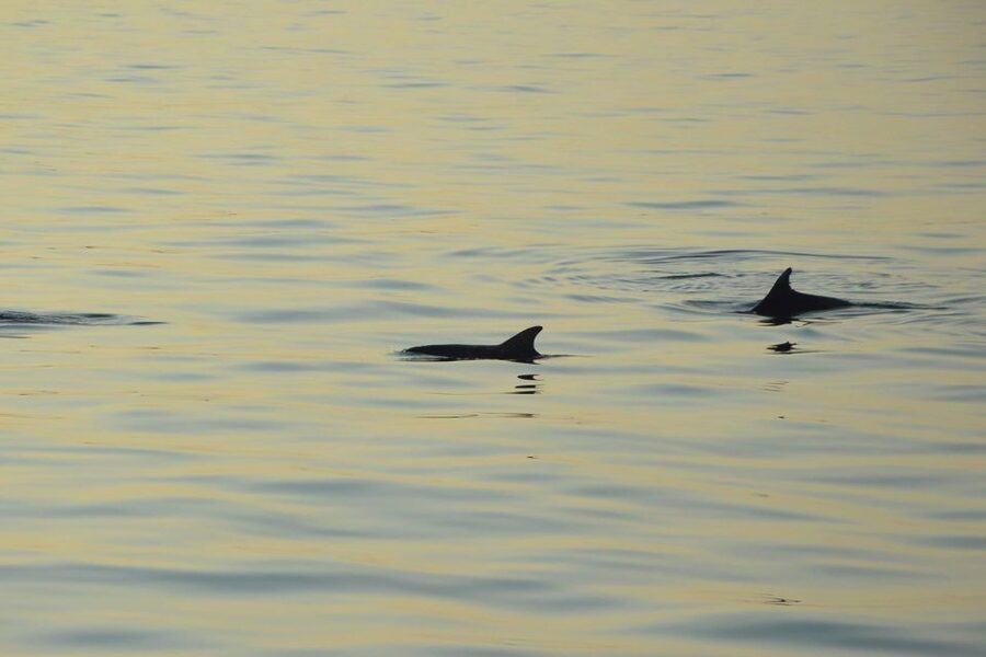 Medulin: Dolphin Sunset Tour 85% chance with Drinks + Dinner - Who will enjoy this three-hour outing