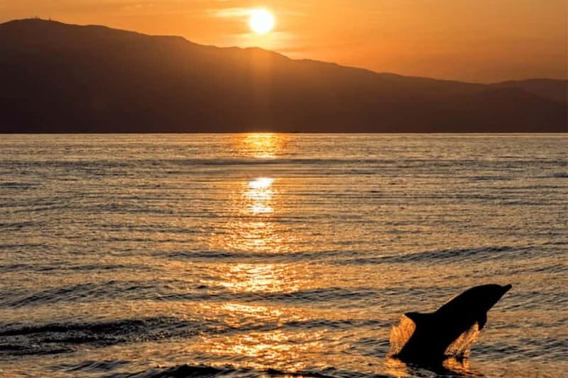 Medulin: Dolphin Sunset Tour 85% chance with Drinks + Dinner - Starting at Medulin Harbor