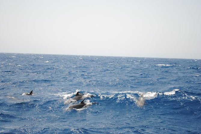 Meet the dolphins in snorkeling tour - Reaching Dolphin House from Hurghada