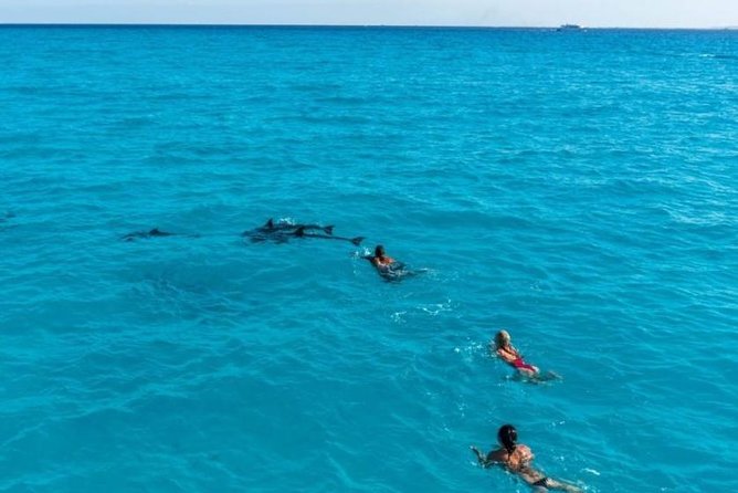 Meet the dolphins in snorkeling tour - How much value do you get for $46.46?
