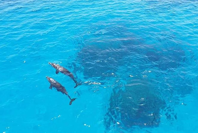 Meet the dolphins in snorkeling tour - Practical advice for a smoother day