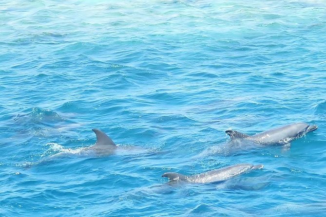 Meet the dolphins in snorkeling tour - Should you book the Dolphin House tour?