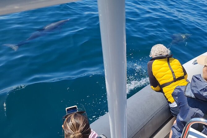 Meet the Lisbon Dolphins - Dolphin Watching in Lisbon - Setting out from Doca de Santo Amaro at 9:30