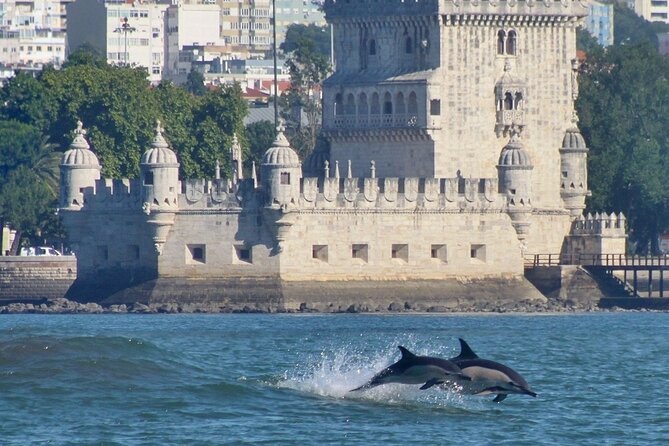 Meet the Lisbon Dolphins - Dolphin Watching in Lisbon - Why the small boat changes the experience